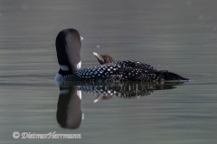 Common-Loon-Kanada-Jasper-Pyramid-Lake-D850-132598