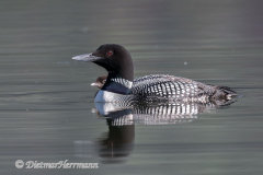Common-Loon-Kanada-Jasper-Pyramid-Lake-D850-132608