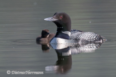 Common-Loon-Kanada-Jasper-Pyramid-Lake-D850-132615