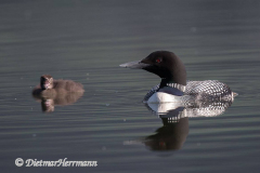 Common-Loon-Kanada-Jasper-Pyramid-Lake-D850-132680
