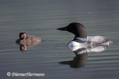 Common-Loon-Kanada-Jasper-Pyramid-Lake-D850-132683