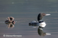 Common-Loon-Kanada-Jasper-Pyramid-Lake-D850-132689