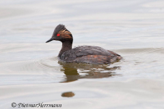 Eared-Grebe-Thule-Lake-D300S-210494