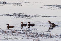 Hooded-Merganser-D500-032522
