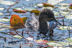 Hooded-Merganser-D850-155896