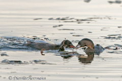 Pied-Billed-Gebe-Ankany-feeding-D300S-207794