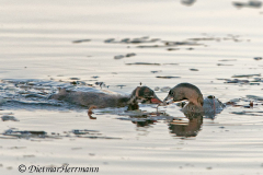 Pied-Billed-Grebe-Ankany-feeding-D300S-207794