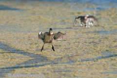 Pied-Billed-Grebe-fliegt-Ankany-D300S-207223