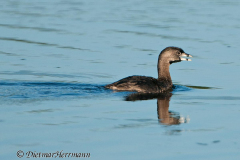 Pied-billed-Grebe-Ankany-D300S-207629