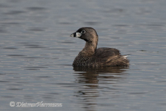 Pied-billed-Grebe-D500-023744