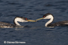 Western-Grebe-Ausschnitt-D500-023137