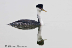 Western-Grebe-D300S-209975