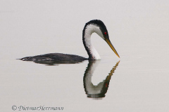 Western-Grebe-D300S-209980
