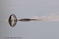 Western-Grebe-D300S-210133