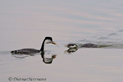 Western-Grebe-D300S-210145