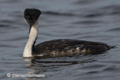 Western-Grebe-D500-022640