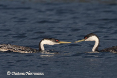 Western-Grebe-D500-023136