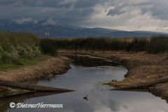 Western-Grebe-Tulelake-D810-132241