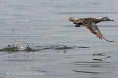 Blue-winged-Teal-D500-022418