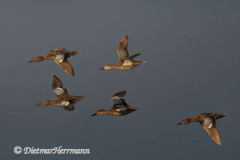 Blue-winged-Teal-D500-023280