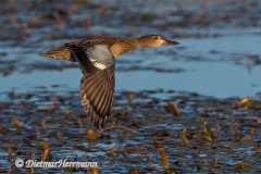 Blue-wingerd-Teal-D500-033464