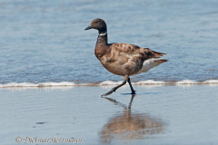 Brant-D300S-208109