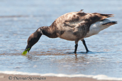 Brant-Oregon-Coast-D300S-208073