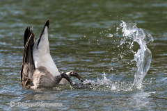 Canada-Goose-D500-031282