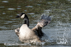 Canada-Goose-D500-031446