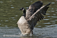 Canada-Goose-D500-031462