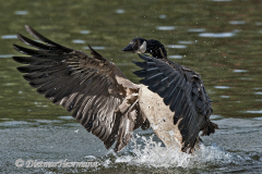 Canada-Goose-D500-031470
