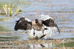 Canada-Goose-D500-032784