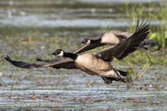 Canada-Goose-D500-032874