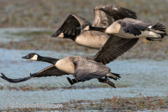 Canada-Goose-D500-032885