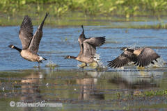 Canada-Goose-D500-033016