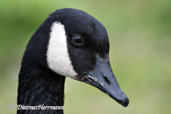 Canada-Goose-D850-134603