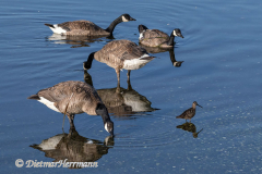 Canada-Goose-Dowitcher-D850-140569