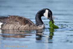 Canada-Goose-Kanada-Vancouver-Island-Victoria-D850-140357