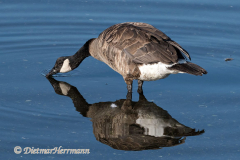 Canada-Goose-Kanada-Vancouver-Island-Victoria-D850-140511