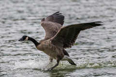 Canada-Goose-Kanada-Vancouver-Stanley-Park-D850-134592
