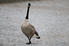 Canada-Goose-Kanada-Vancouver-Stanley-Park-D850-134624