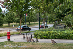 Canada-Goose-Kanada-Vancouver-Stanley-Park-D850-134972