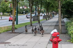 Canada-Goose-Kanada-Vancouver-Stanley-Park-D850-134977