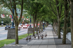 Canada-Goose-Kanada-Vancouver-Stanley-Park-D850-134980