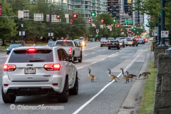 Canada-Goose-Kanada-Vancouver-Stanley-Park-D850-134981