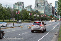 Canada-Goose-Kanada-Vancouver-Stanley-Park-D850-134995