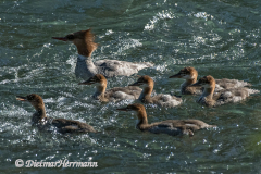 Common-Merganser-D500-021273