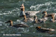 Common-Merganser-D500-021274