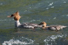 Common-Merganser-D500-021314
