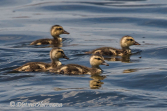 Gadwall-D500-022125